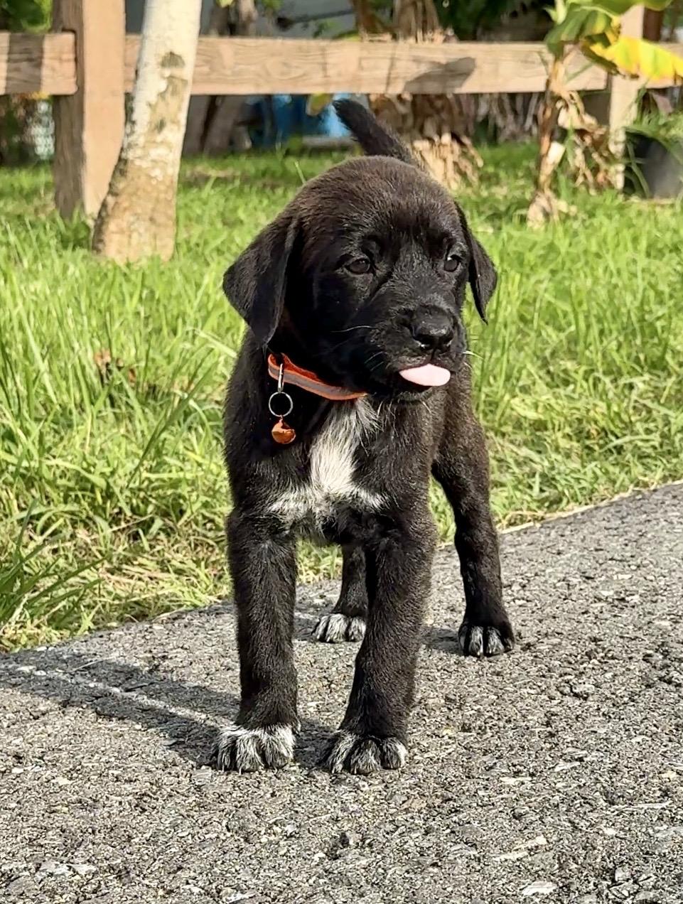 Enlarge Mr. Ozzy - Loving, Sweet, Boy Puppy *LOW FEE $200*, a Adoptable mixed breed in Fort Lauderdale, FL image 1/6