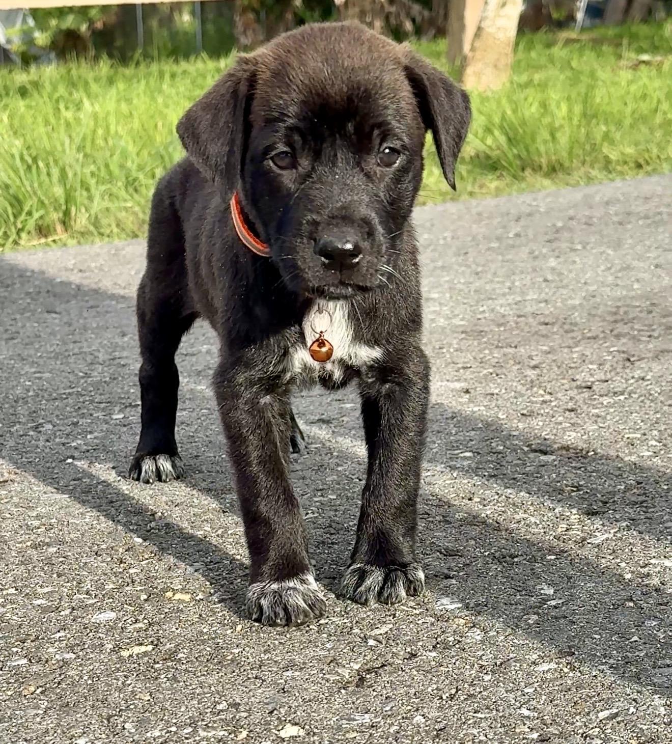 Enlarge Mr. Ozzy - Loving, Sweet, Boy Puppy *LOW FEE $200*, a Adoptable mixed breed in Fort Lauderdale, FL image 4/6