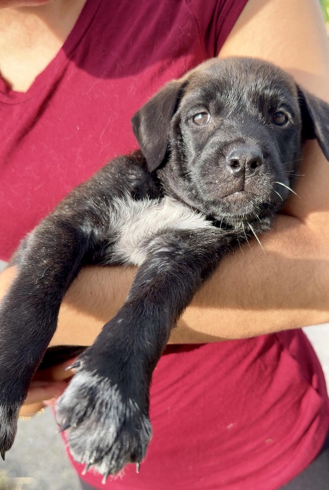 Enlarge Mr. Ozzy - Loving, Sweet, Boy Puppy *LOW FEE $200*, a Adoptable mixed breed in Fort Lauderdale, FL image 3/6