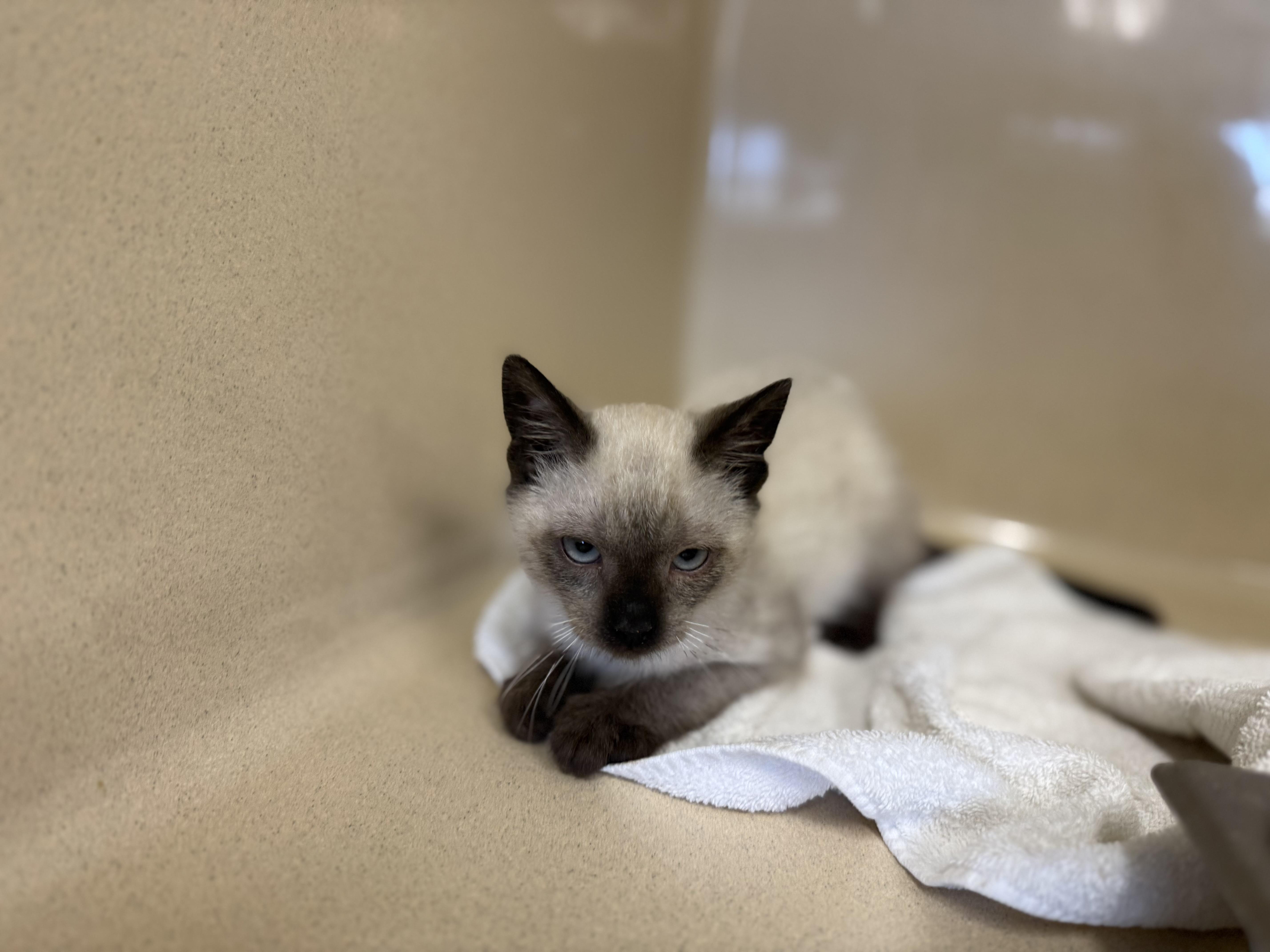 Enlarge Luca, a Adopted Siamese in Harvey, LA image 1/1