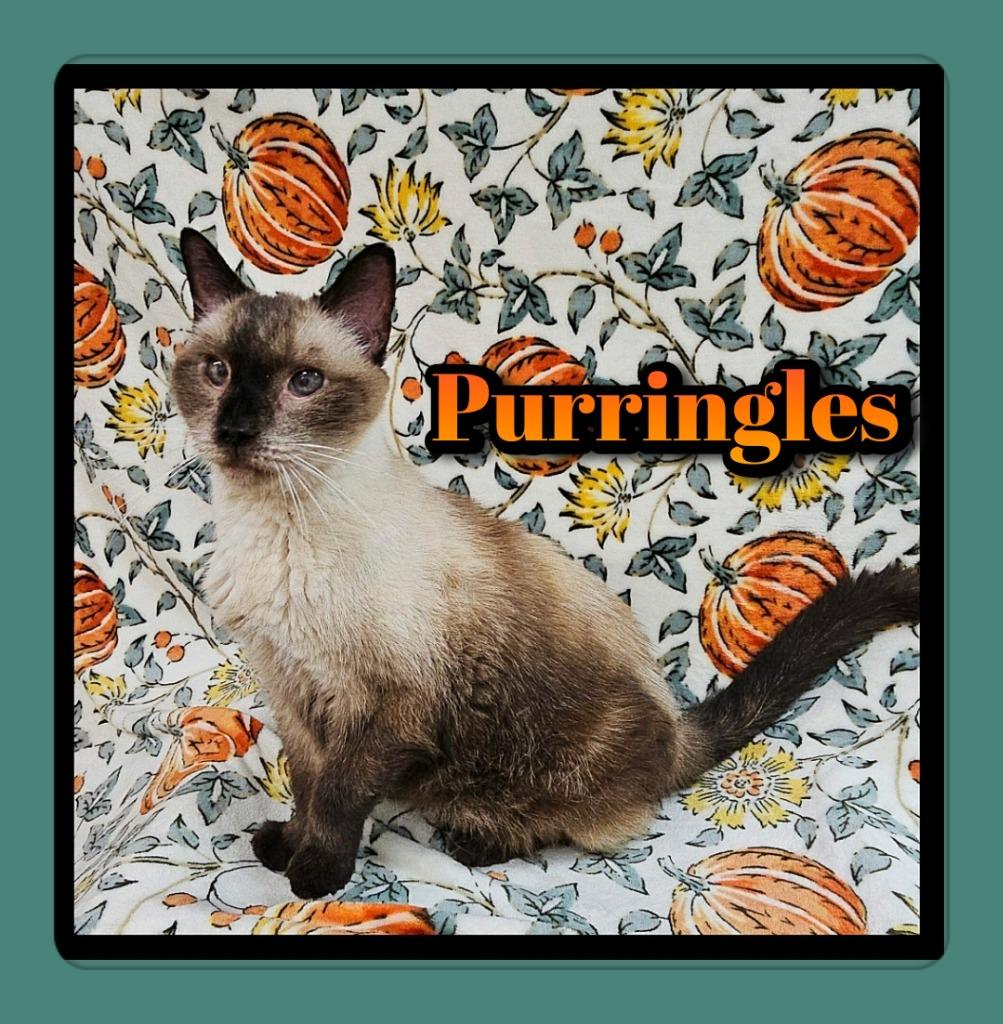 Enlarge Purringles, a Adoptable Siamese in Jacksonville, IL image 2/3