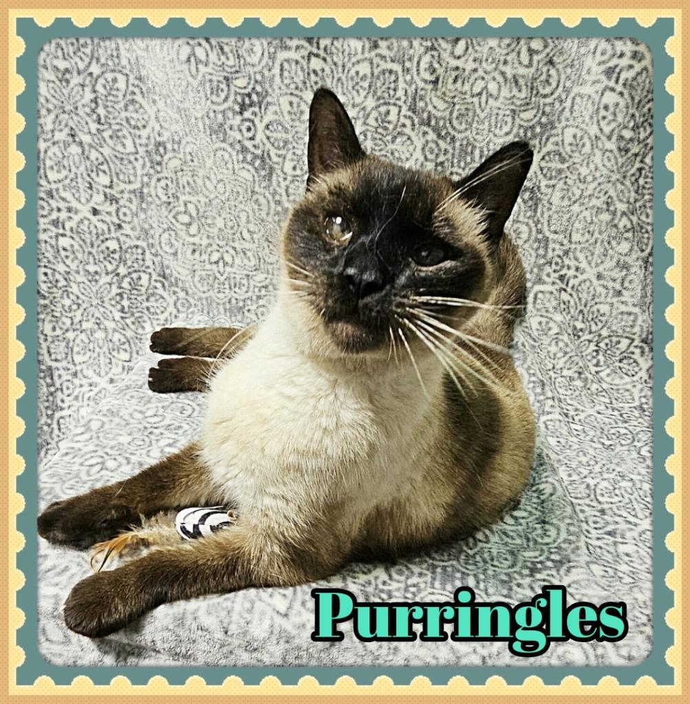 Enlarge Purringles, a Adoptable Siamese in Jacksonville, IL image 3/3
