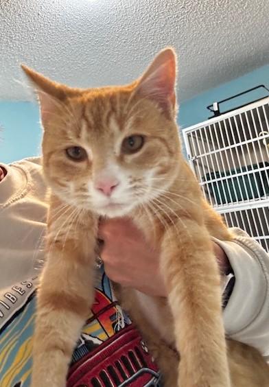 Emily, a Adoptable Domestic Short Hair in Hutchinson, MN image 2/3