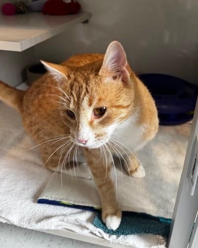 Emily, a Adoptable Domestic Short Hair in Hutchinson, MN image 3/3