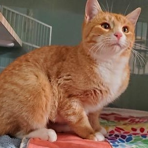 Emily, Adoptable, Young Female Domestic Short Hair.