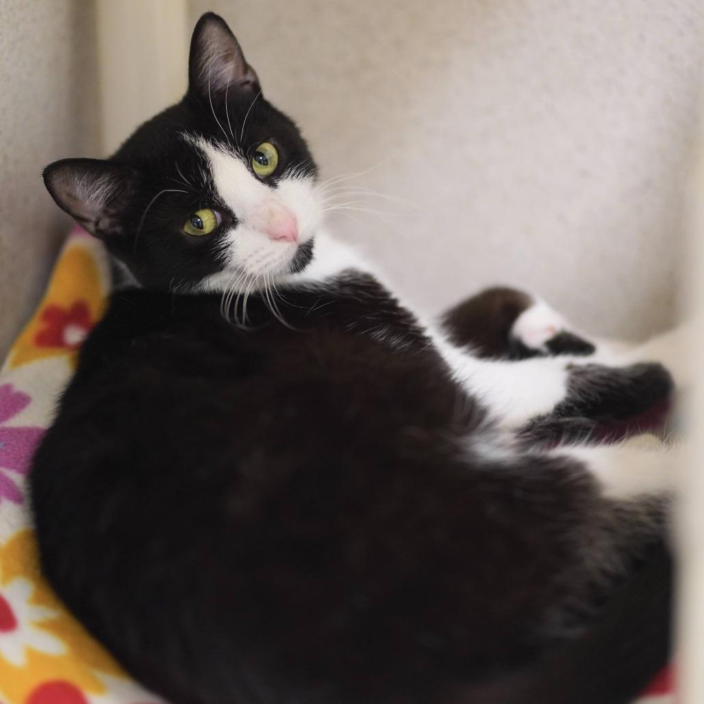 Sweet Pea, a Adoptable Domestic Short Hair in Naperville, IL image 1/2