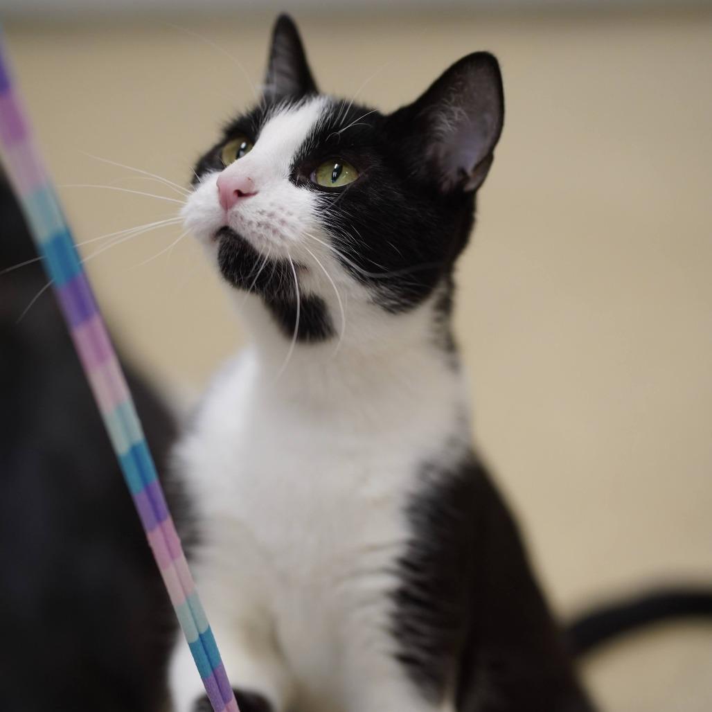 Enlarge Sweet Pea, a Adoptable Domestic Short Hair in Naperville, IL image 2/4