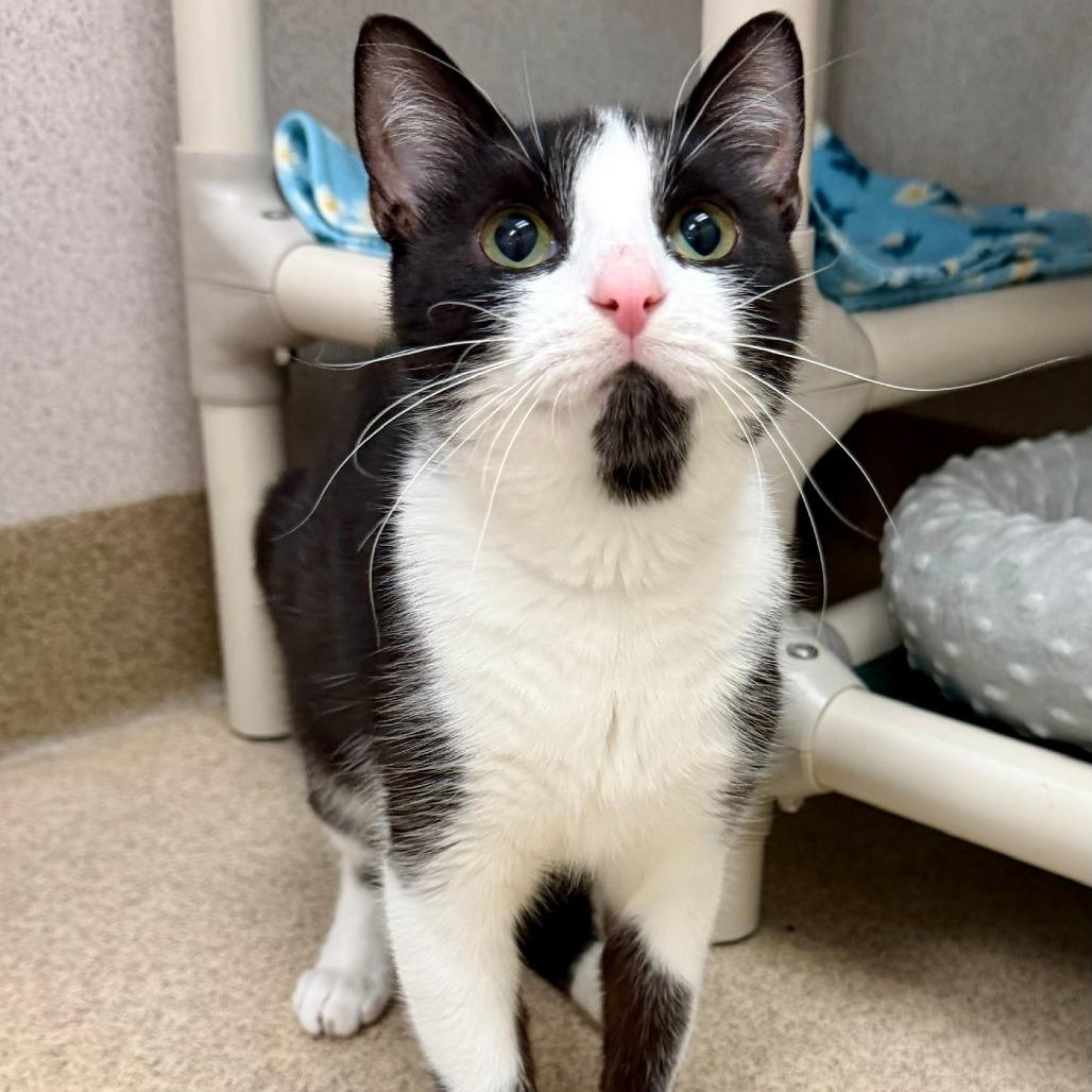 Enlarge Sweet Pea, a Adoptable Domestic Short Hair in Naperville, IL image 3/4
