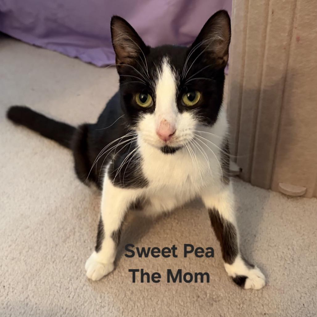Sweet Pea, a Adoptable Domestic Short Hair in Naperville, IL image 2/2