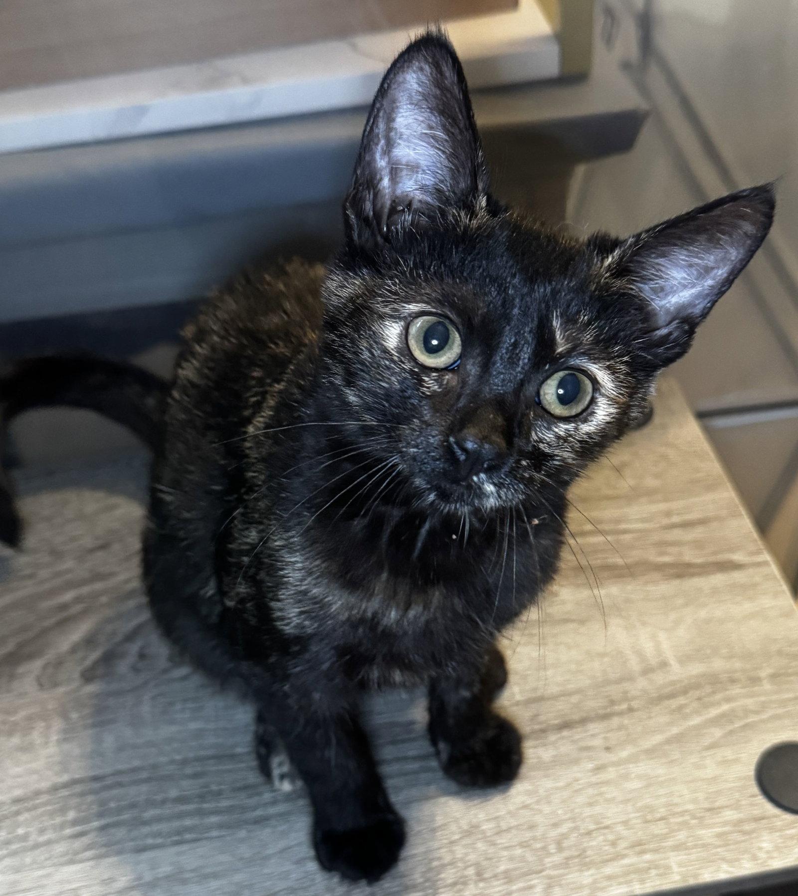 Brenna, Adoptable, Kitten Female Tortoiseshell & Domestic Short Hair.