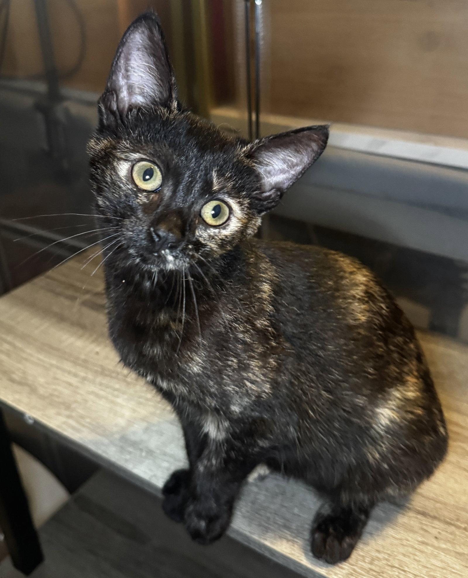 Enlarge Brenna, a Adoptable mixed breed in Seal Beach, CA image 2/3