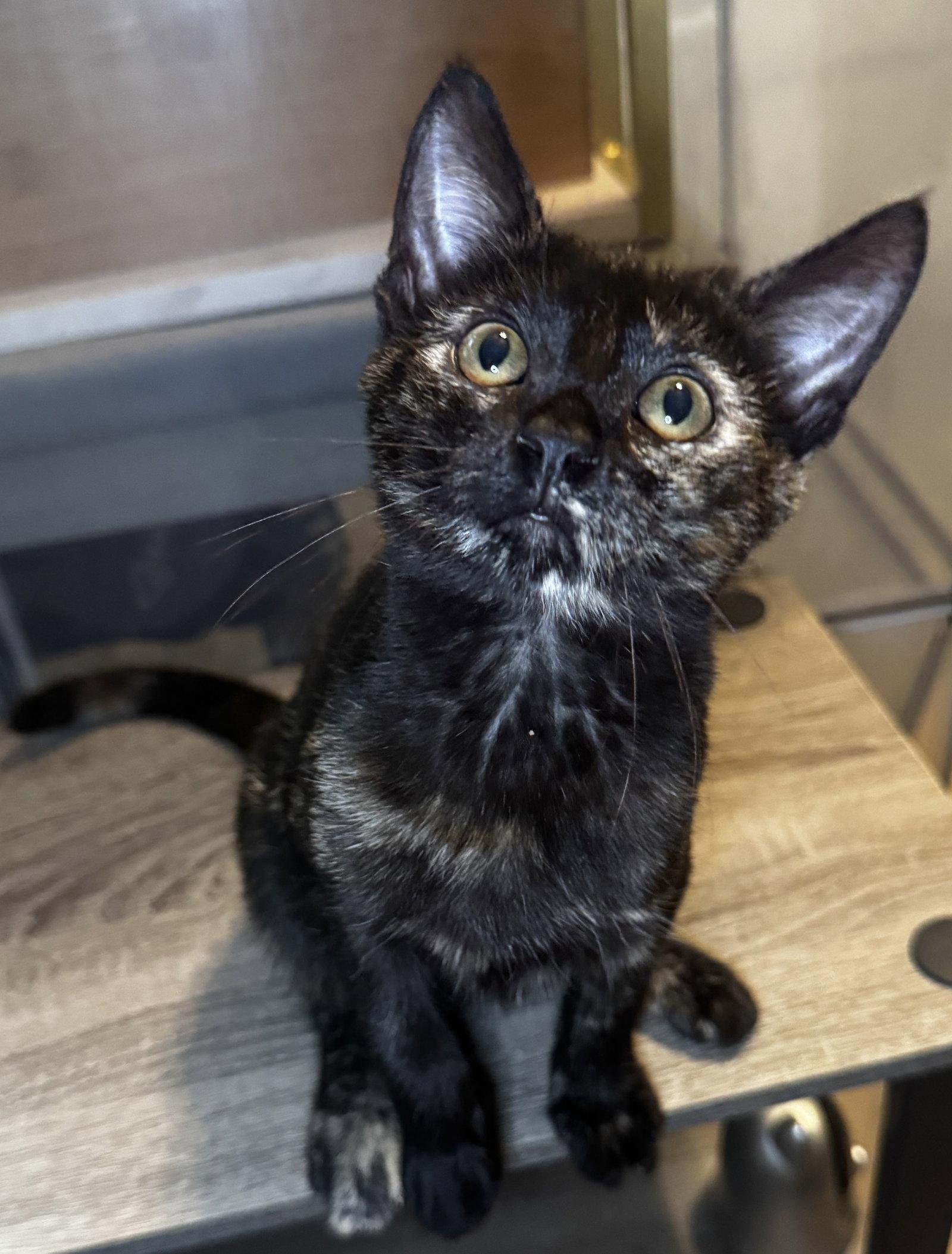 Enlarge Brenna, a Adoptable mixed breed in Seal Beach, CA image 3/3