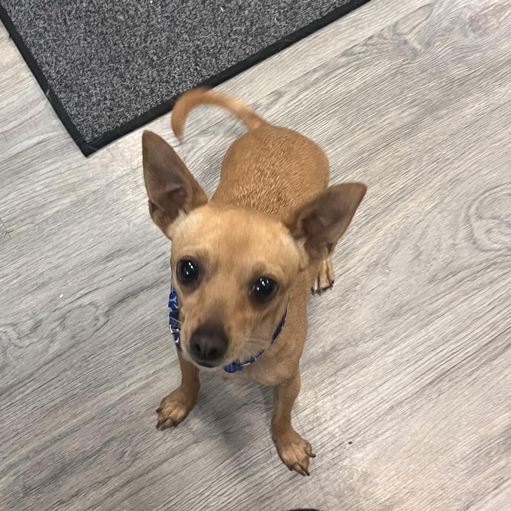 Peanut, a Adoptable Chihuahua in Hurricane, UT image 1/6