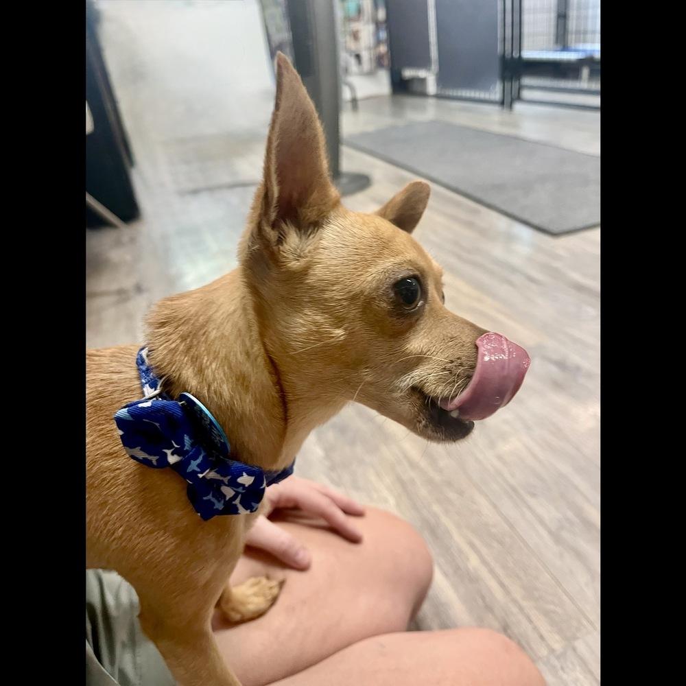 Peanut, a Adoptable Chihuahua in Hurricane, UT image 2/6