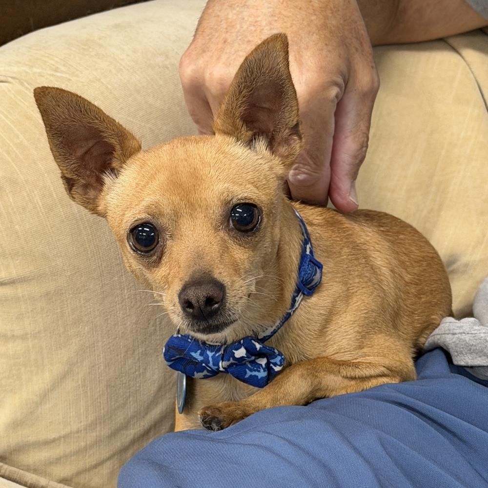 Peanut, a Adoptable Chihuahua in Hurricane, UT image 3/6