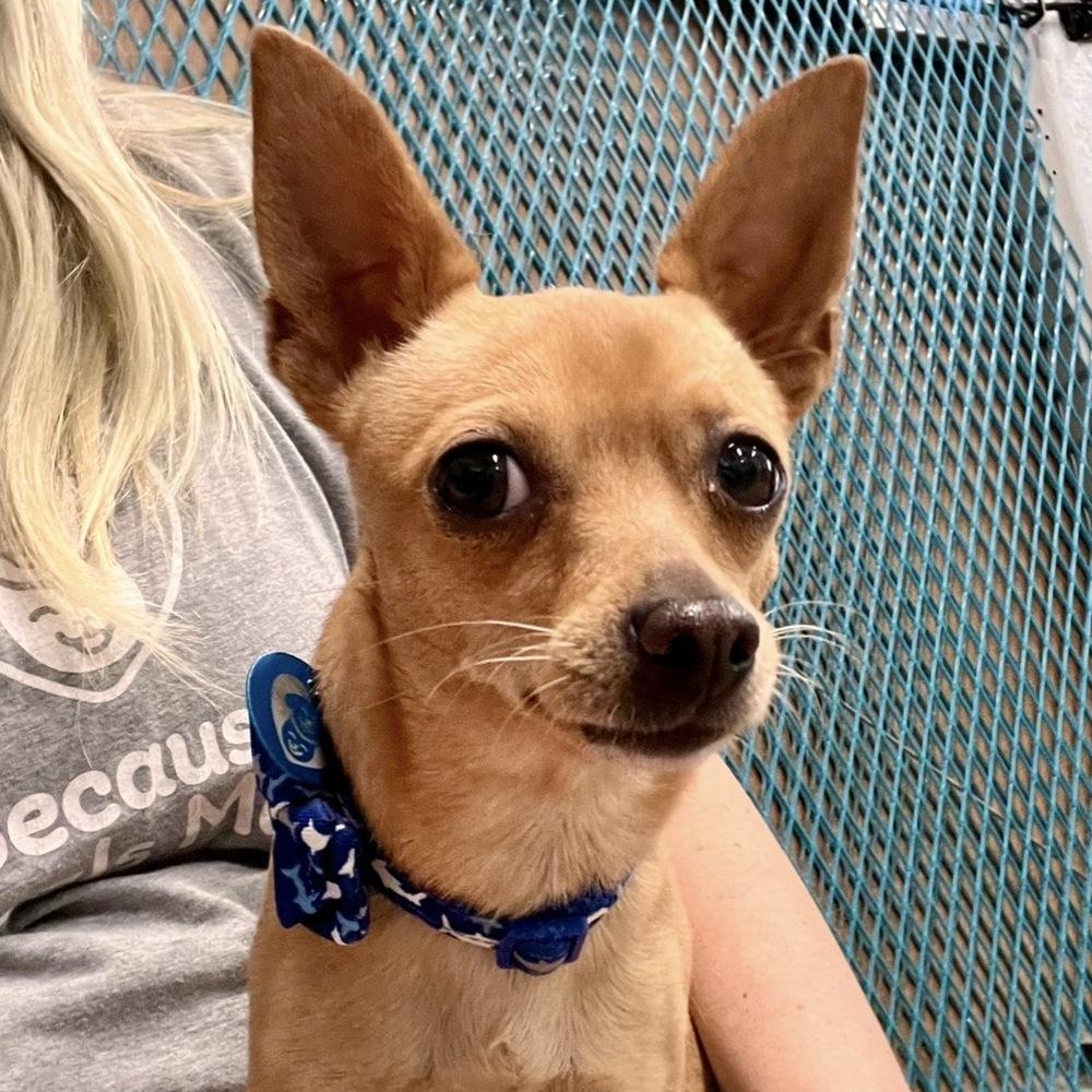 Peanut, a Adoptable Chihuahua in Hurricane, UT image 4/6