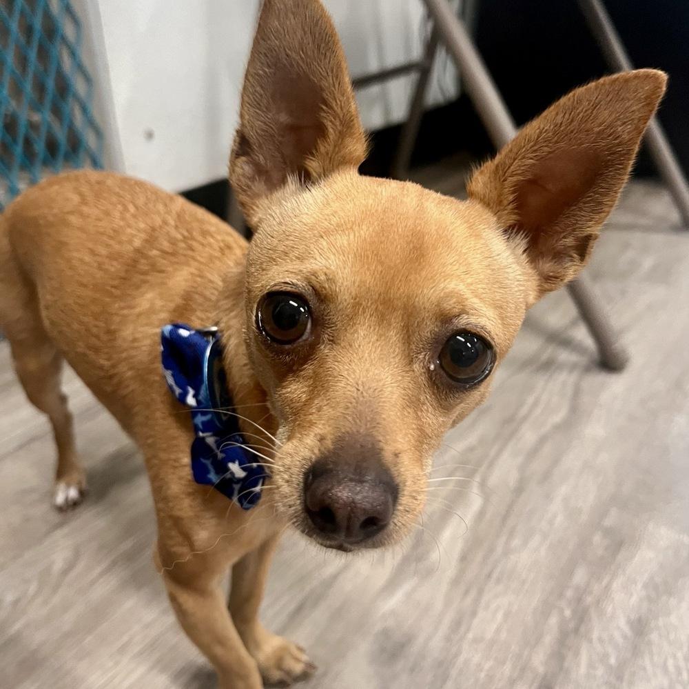 Peanut, a Adoptable Chihuahua in Hurricane, UT image 5/6