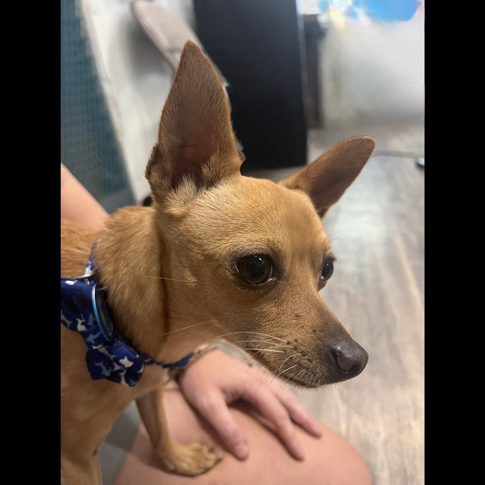Peanut, a Adoptable Chihuahua in Hurricane, UT image 6/6