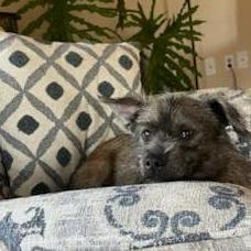 Enlarge Missy, a Adoptable mixed breed in Crystal, MN image 1/4