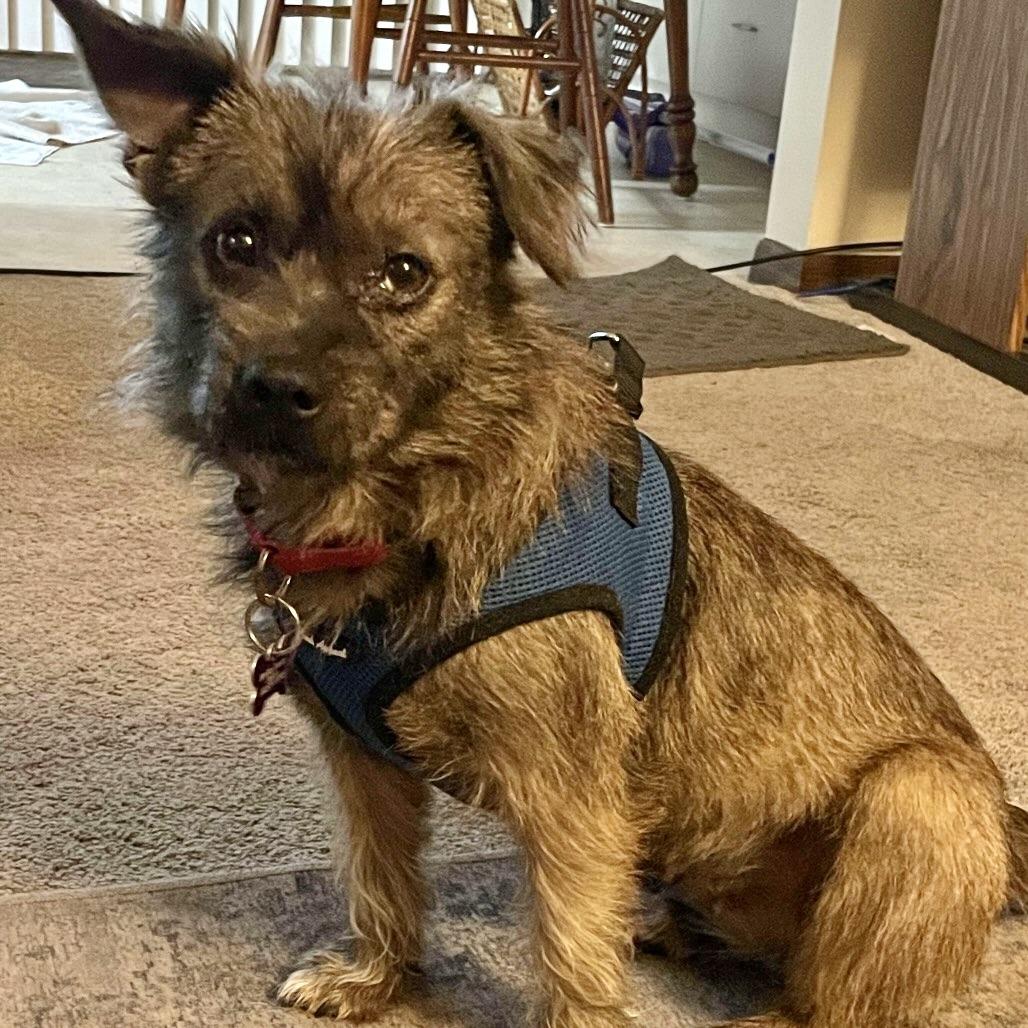 Enlarge Missy, a Adoptable mixed breed in Crystal, MN image 2/4