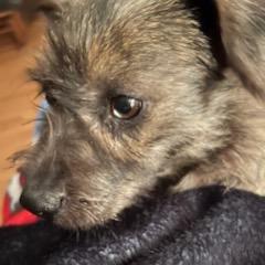 Enlarge Missy, a Adoptable mixed breed in Crystal, MN image 3/4