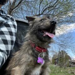 Enlarge Missy, a Adoptable mixed breed in Crystal, MN image 4/4