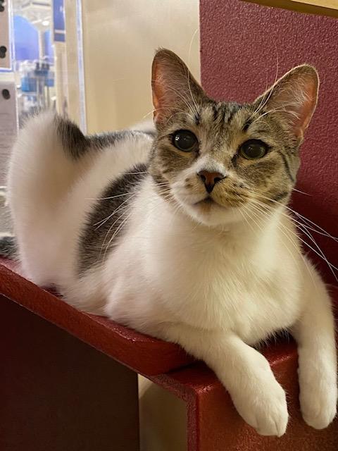 Todd, a ADOPTABLE mixed breed in Upland, CA image 2/4