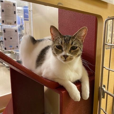 Todd, a ADOPTABLE mixed breed in Upland, CA image 3/4