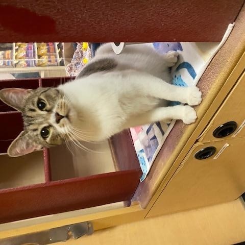 Todd, a ADOPTABLE mixed breed in Upland, CA image 4/4