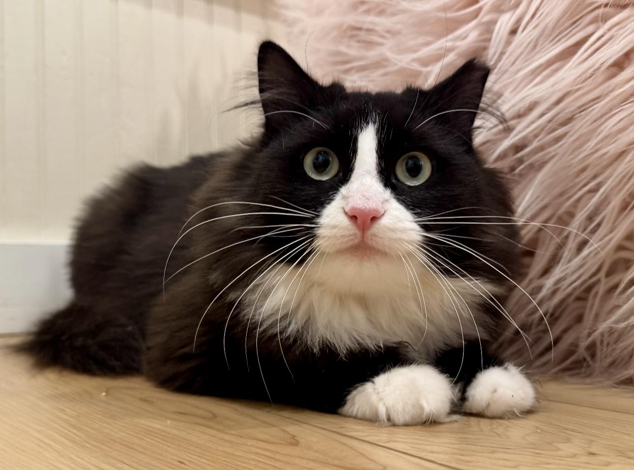 Enlarge Mama Cat, a Adoptable Domestic Long Hair in Old Saybrook, CT image 1/1