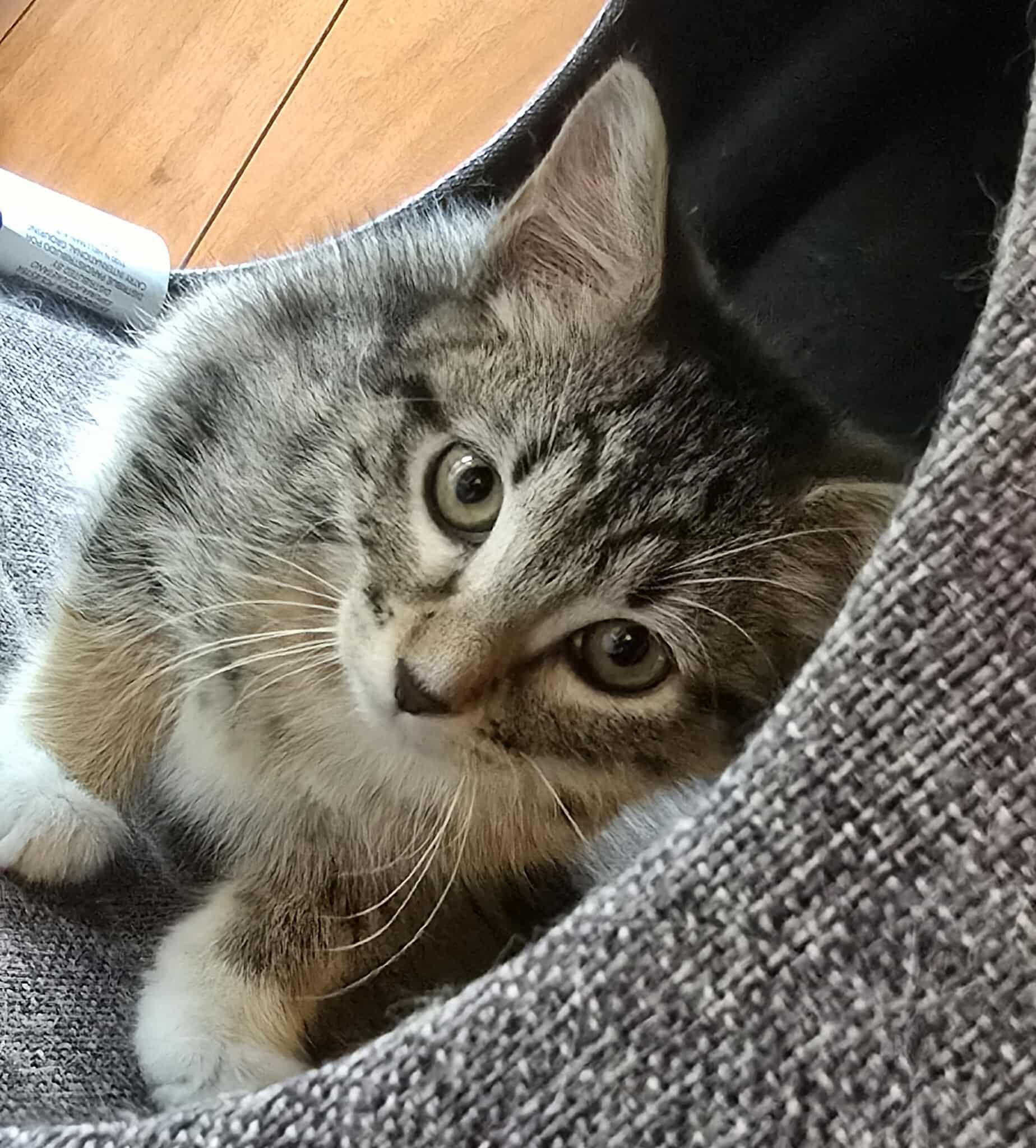 Molly, Baby Female unknown