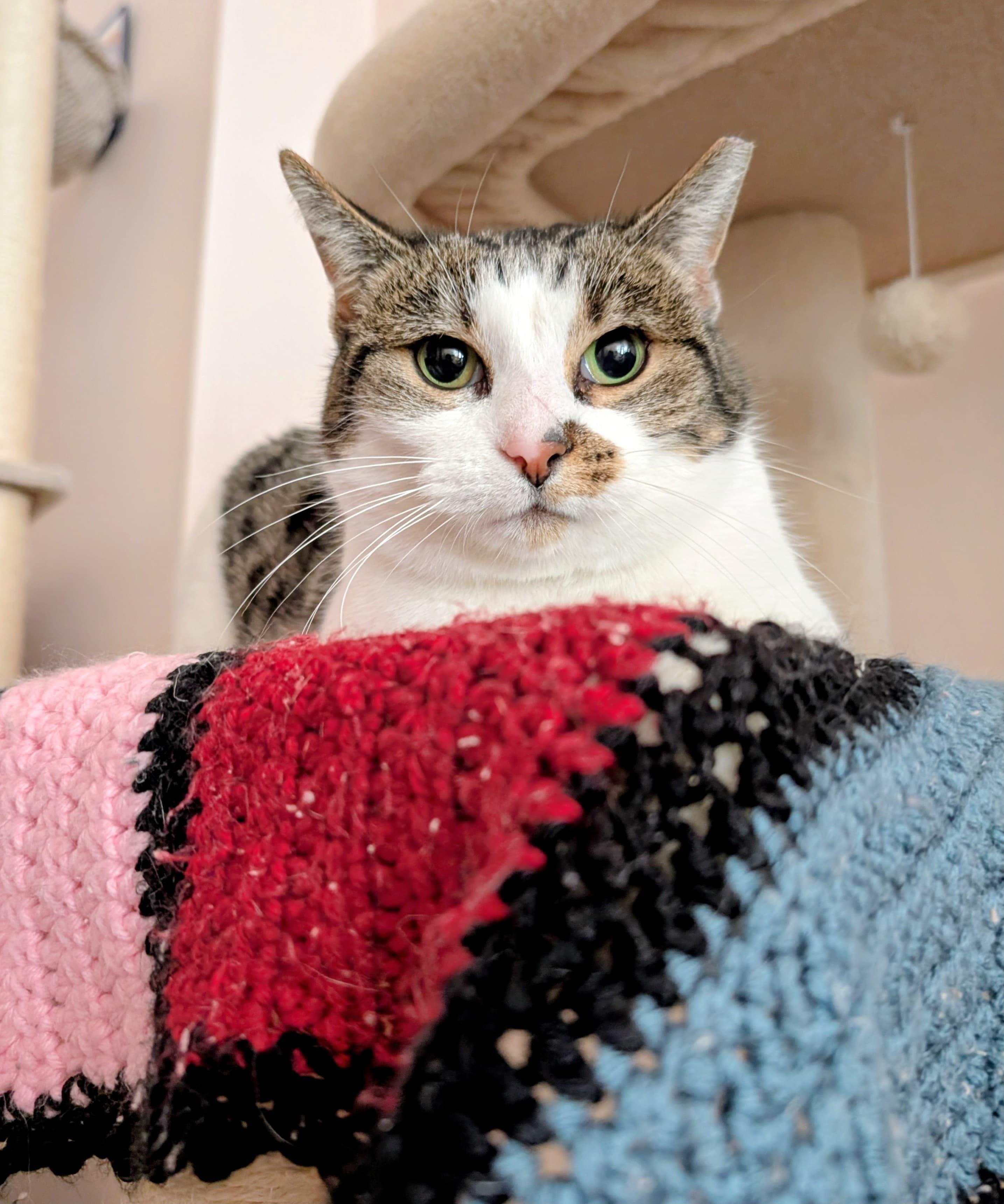 Enlarge Lucille, a ADOPTABLE Domestic Short Hair in Rochester, NY image 1/4