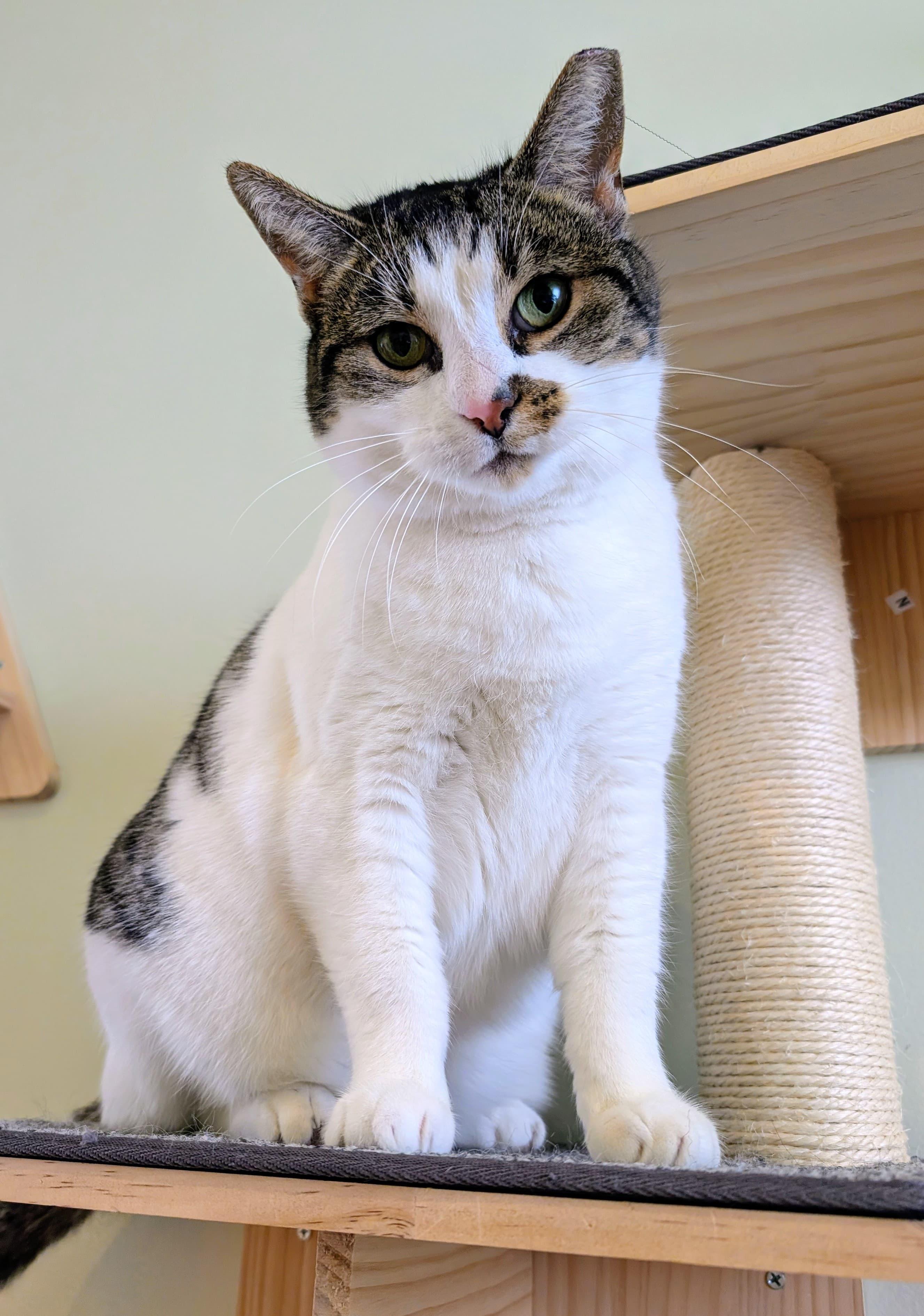 Enlarge Lucille, a ADOPTABLE Domestic Short Hair in Rochester, NY image 4/4