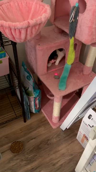 Enlarge Lucille, a ADOPTABLE Domestic Short Hair in Rochester, NY video 3/4