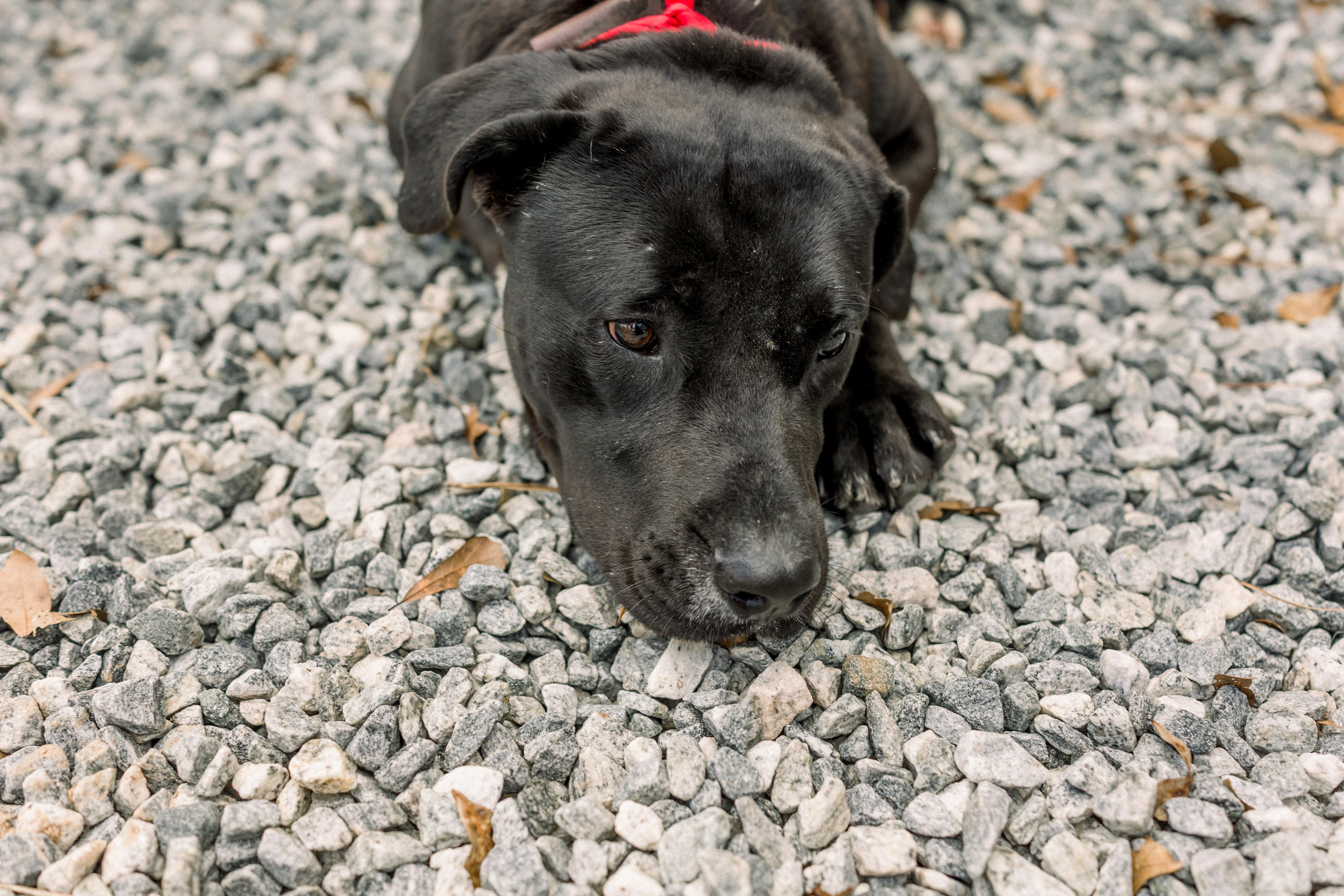 Enlarge CLIFFORD, a ADOPTABLE mixed breed in Newborn, GA image 3/4