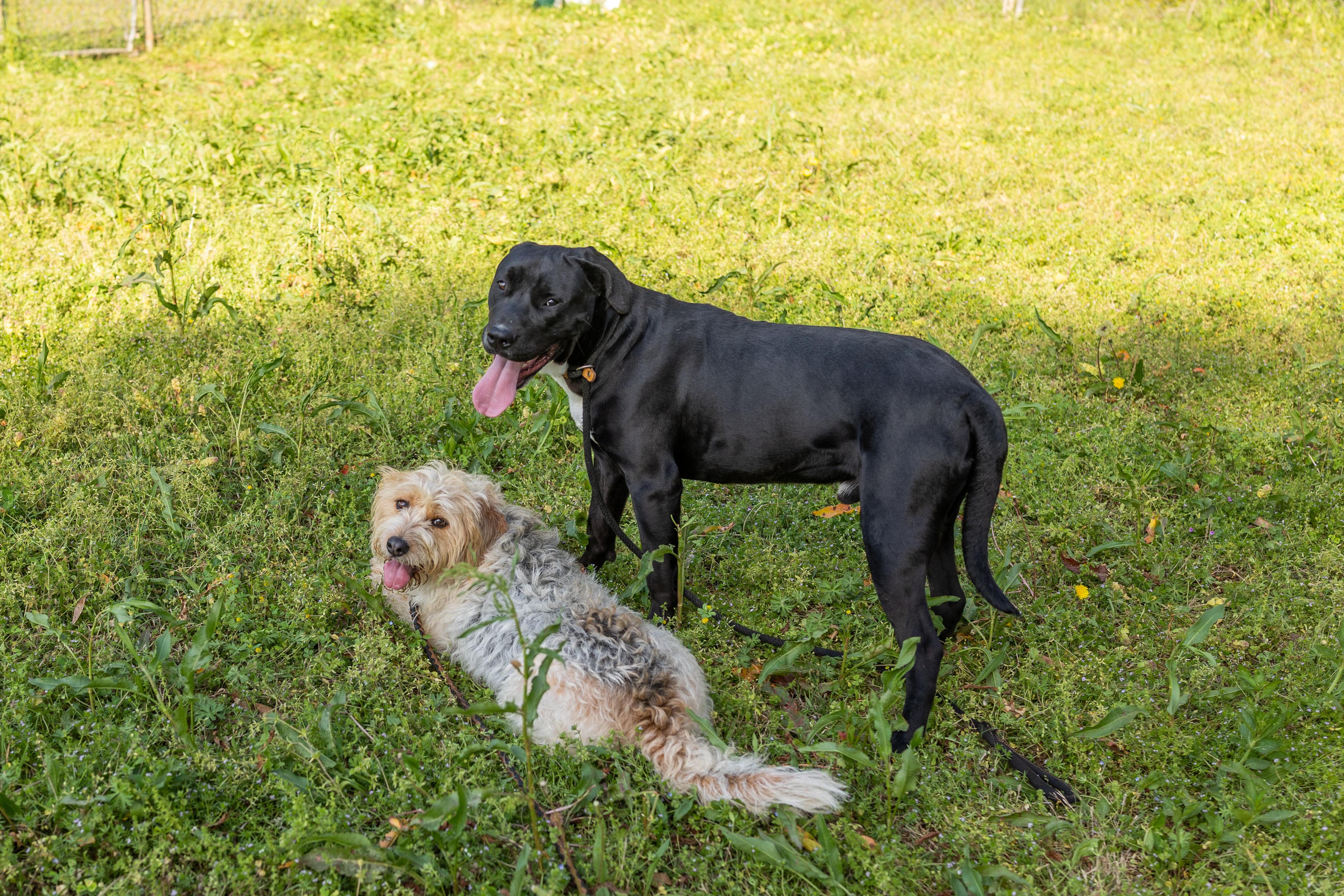 Enlarge CLIFFORD, a ADOPTABLE mixed breed in Newborn, GA image 5/6