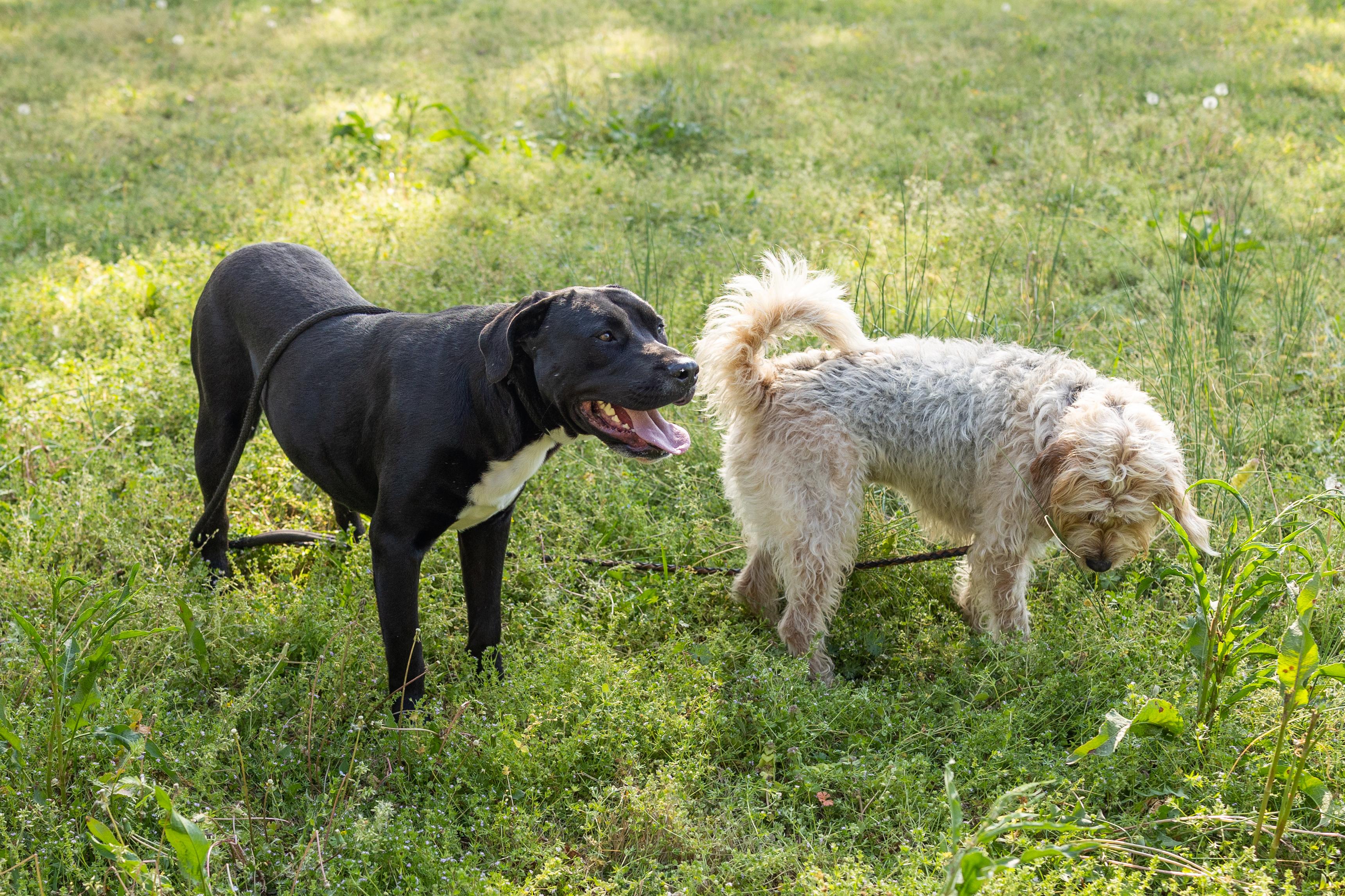 Enlarge CLIFFORD, a ADOPTABLE mixed breed in Newborn, GA image 6/6