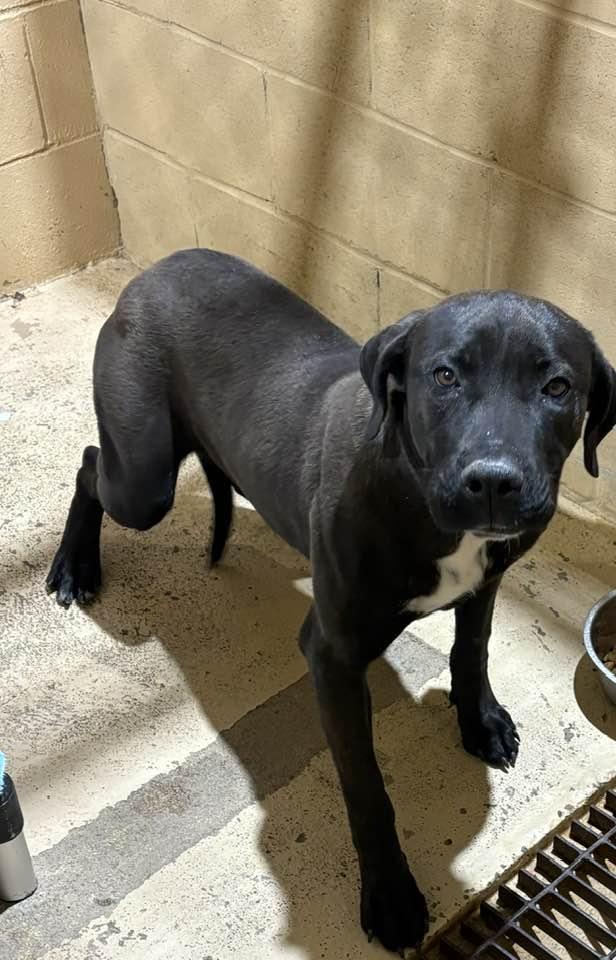 CLIFFORD, ADOPTABLE, Young Male Black Labrador Retriever & Mastiff.