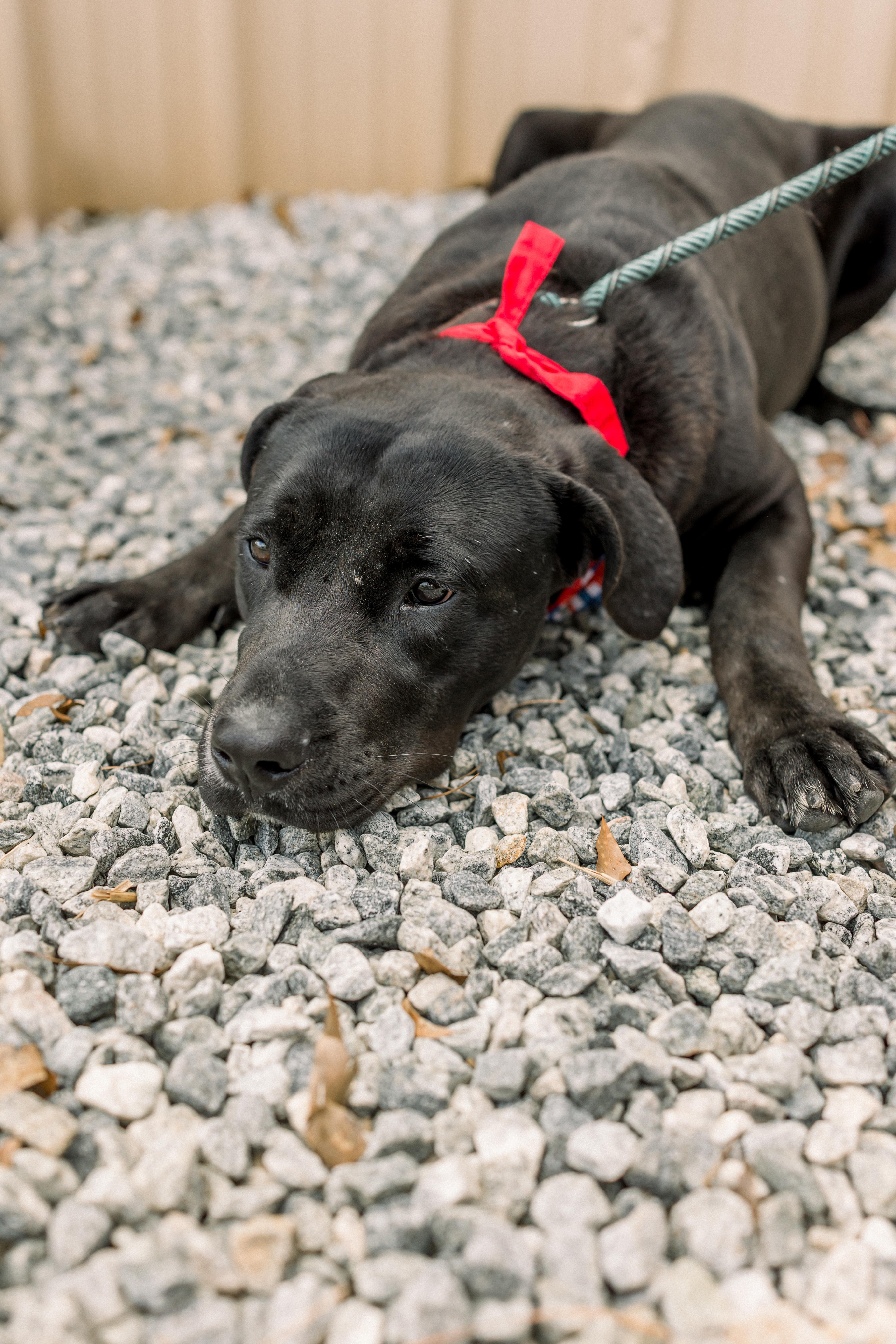 Enlarge CLIFFORD, a ADOPTABLE mixed breed in Newborn, GA image 2/4