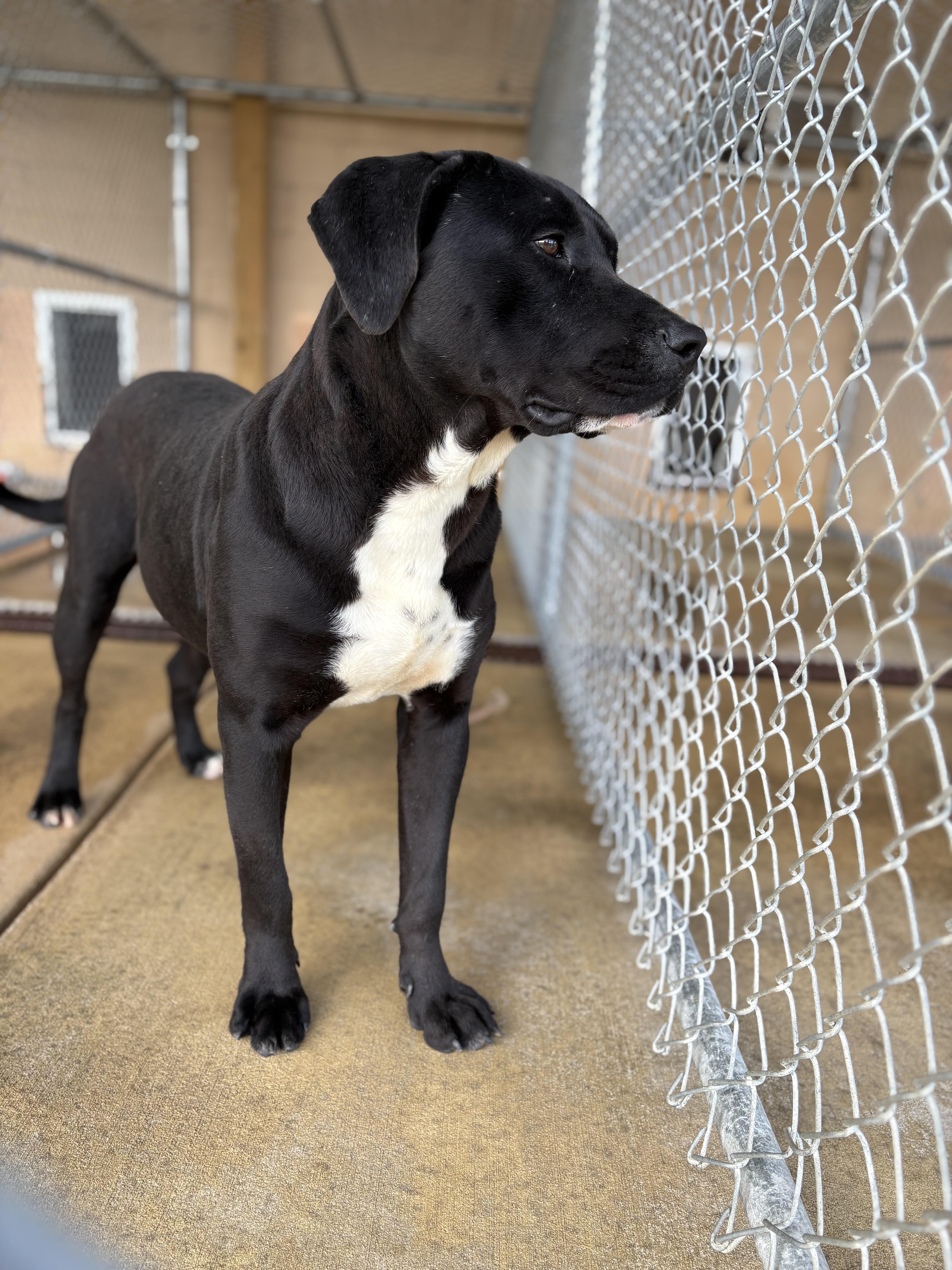 Enlarge CLIFFORD, a ADOPTABLE mixed breed in Newborn, GA image 3/6