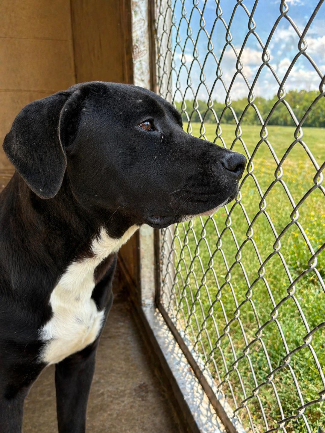 Enlarge CLIFFORD, a ADOPTABLE mixed breed in Newborn, GA image 1/6