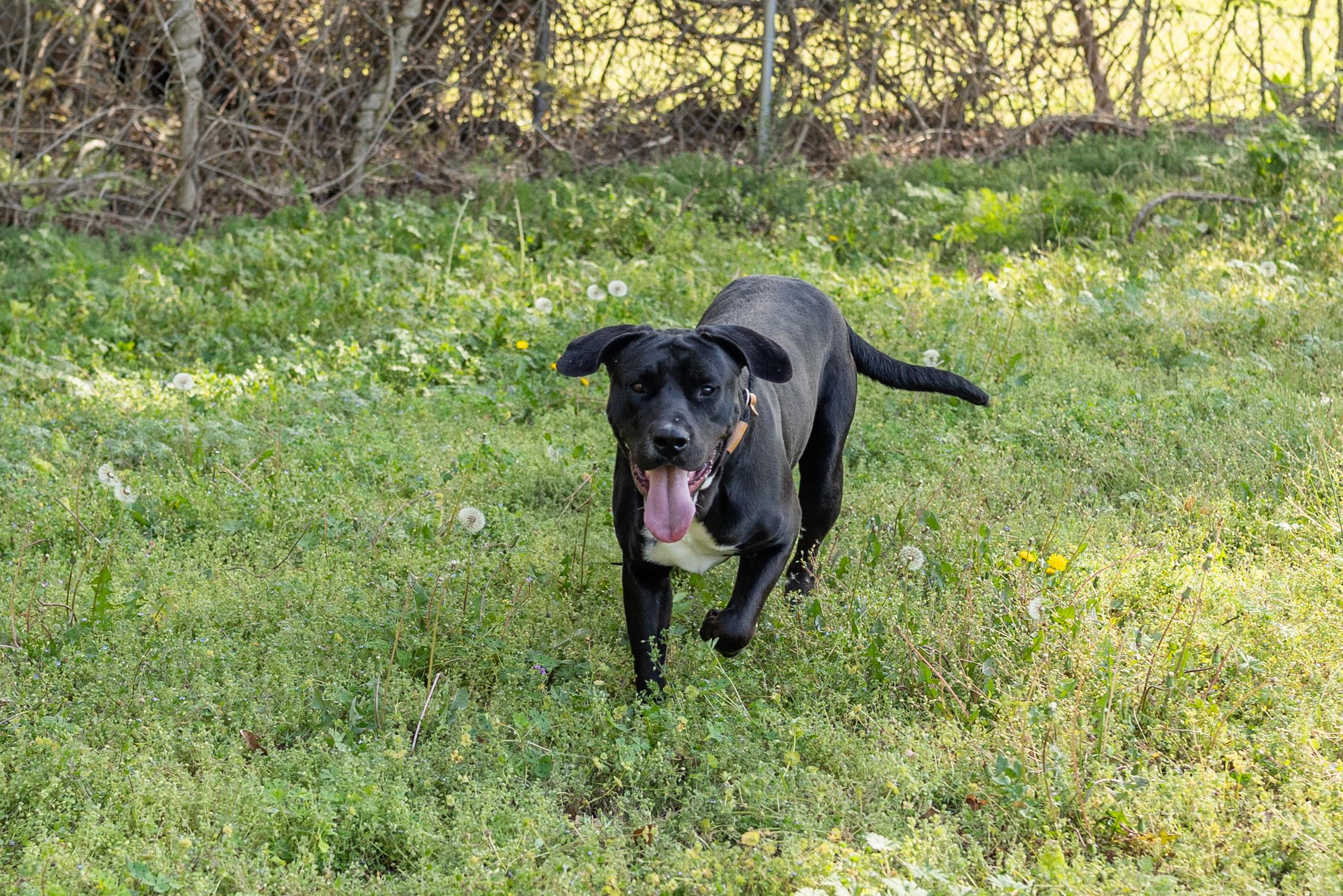 CLIFFORD, ADOPTABLE, Young Male Black Labrador Retriever & Mastiff.
