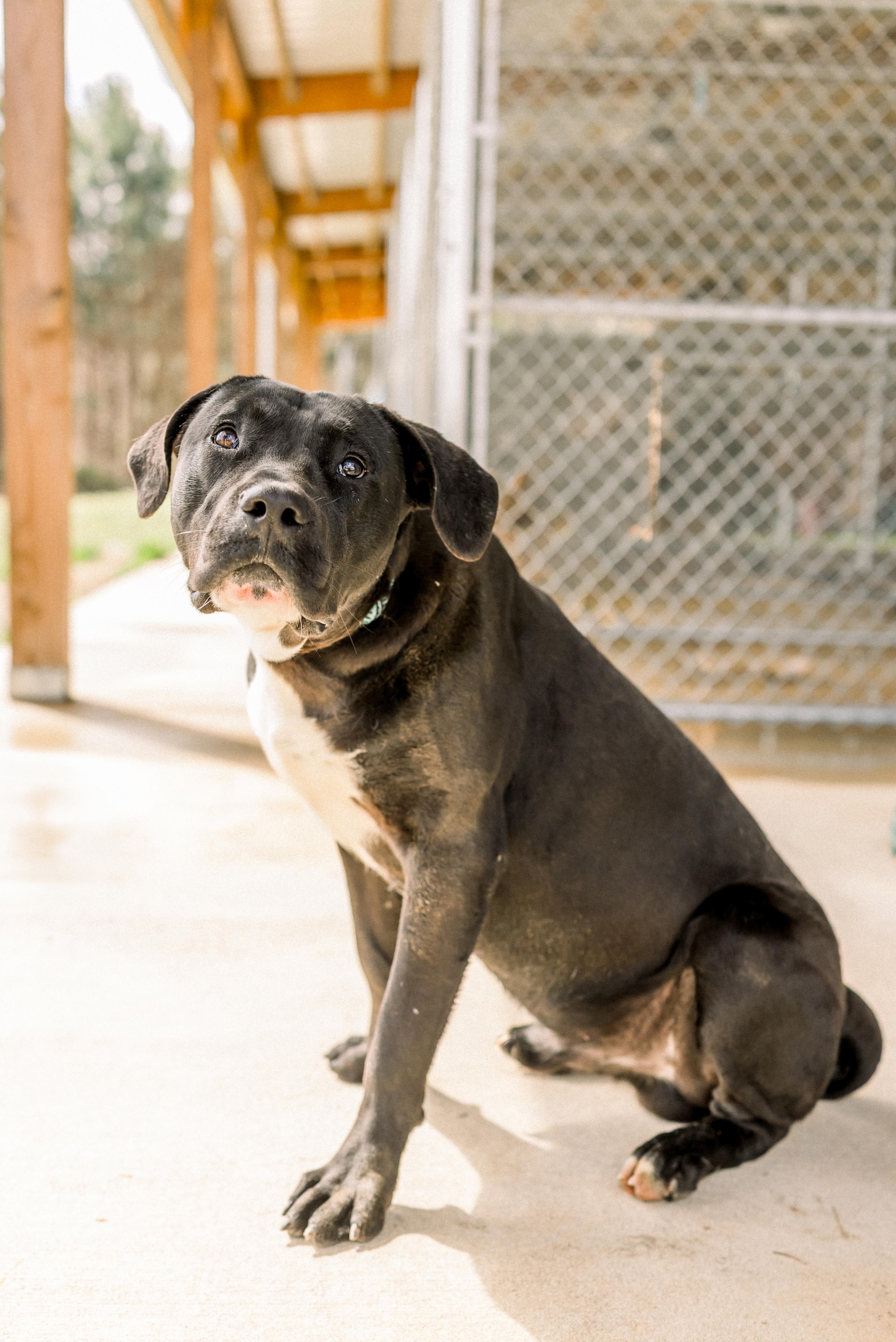 CLIFFORD, ADOPTABLE, Young Male Black Labrador Retriever & Mastiff.