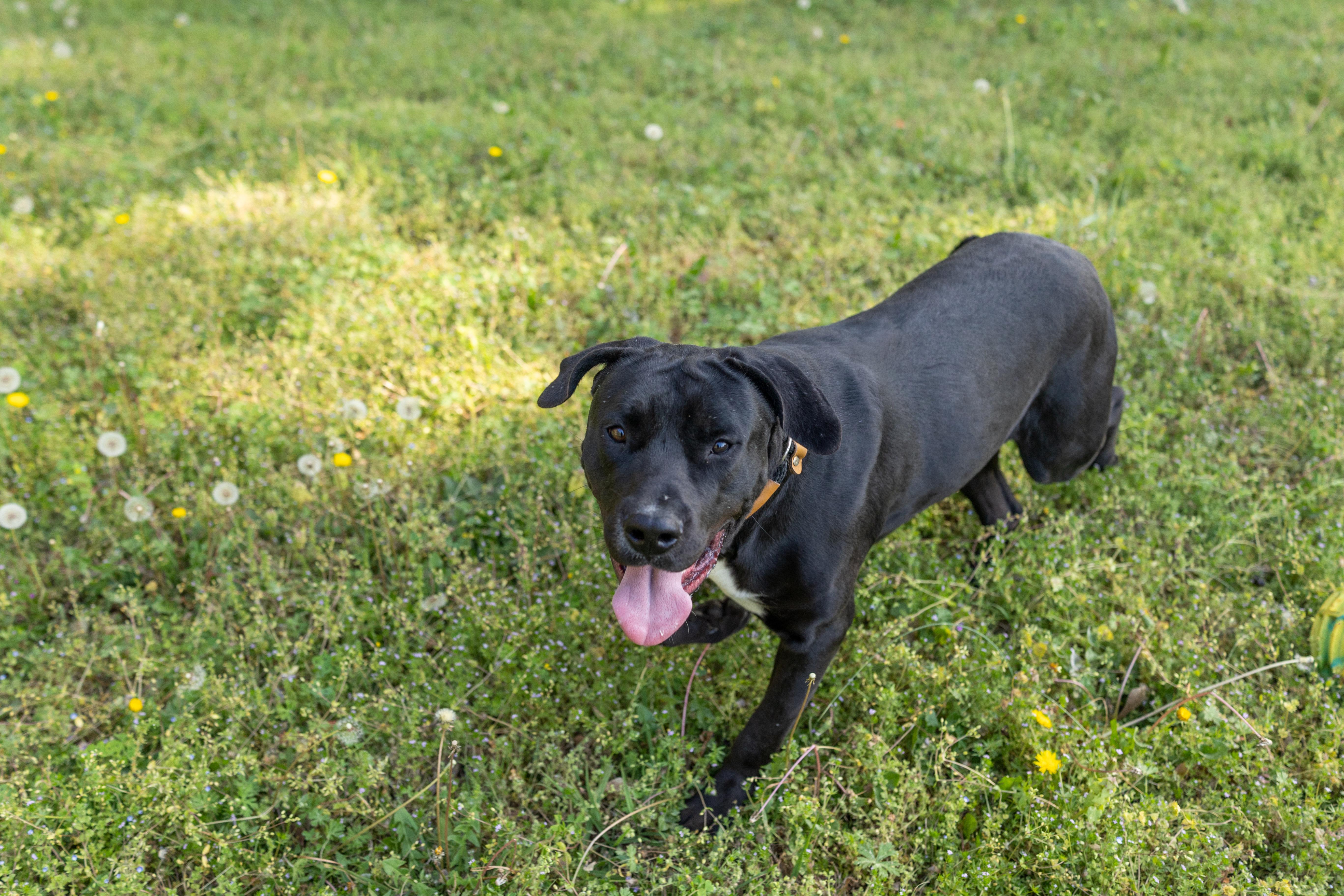 Enlarge CLIFFORD, a ADOPTABLE mixed breed in Newborn, GA image 4/6