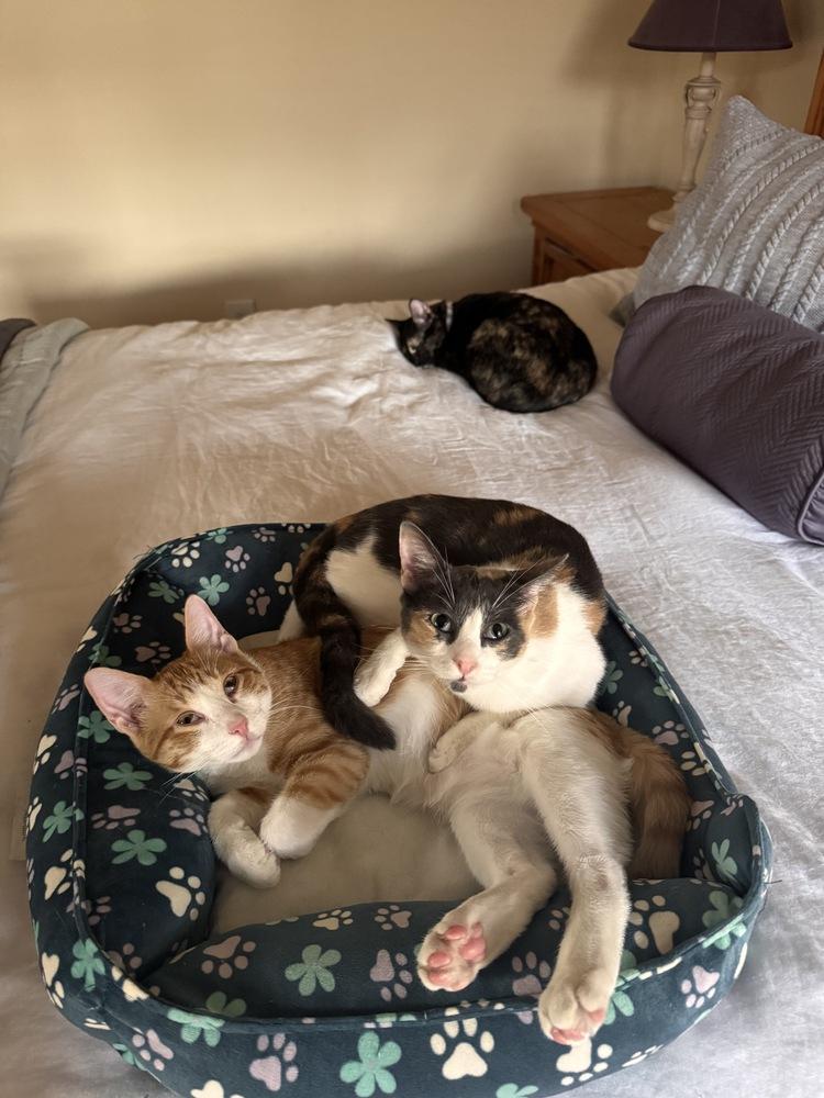 Colby — thumbnail 3