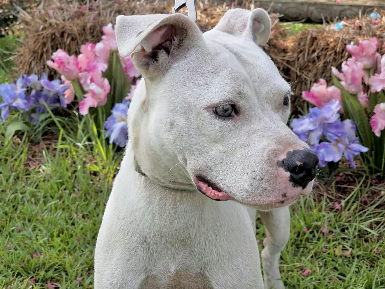 Beckett - Foster or Foster to Adopt Needed, Adoptable, Young Male Mixed Breed.