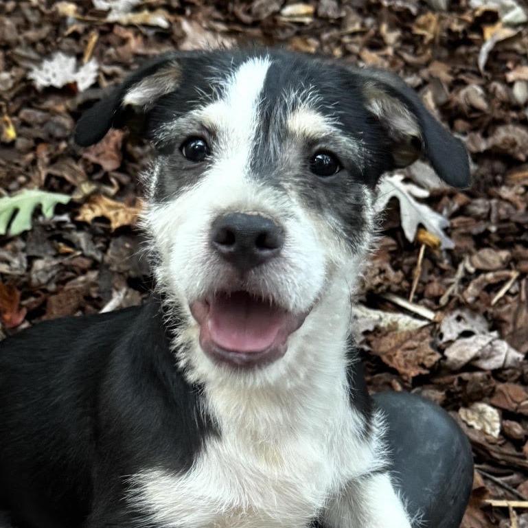 Carl, Adopted, Young Male Terrier.