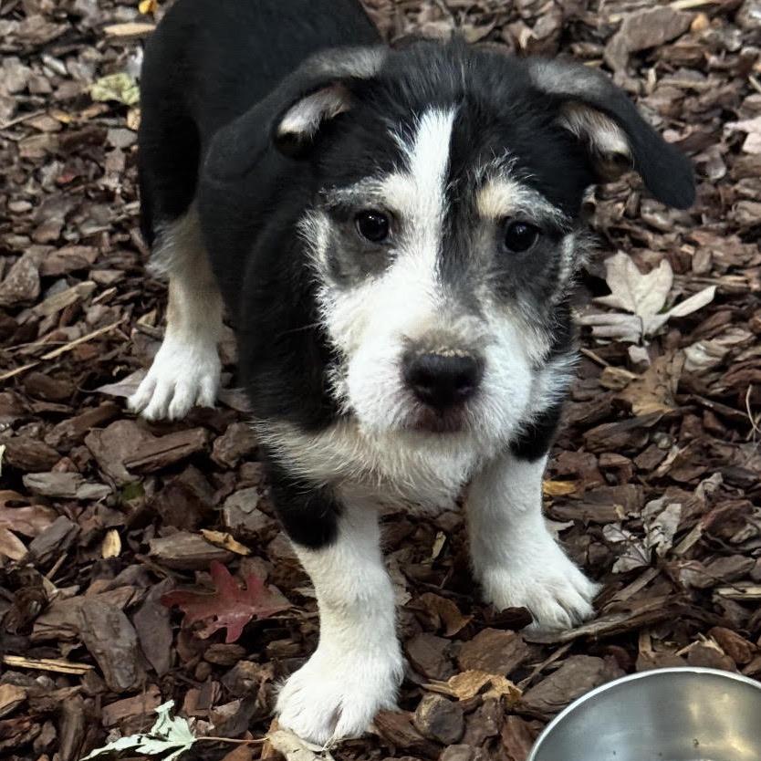 Enlarge Carl, a Adopted mixed breed in Stokesdale, NC image 2/2