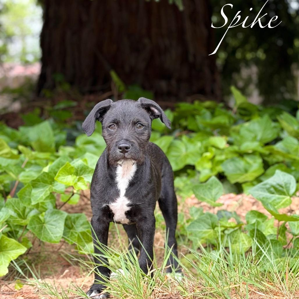Enlarge Spike, a ADOPTABLE mixed breed in Orangevale, CA image 3/5