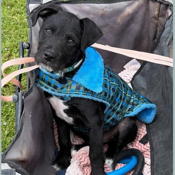Enlarge Spike, an adoption pending mixed breed in Orangevale, CA image 4/6